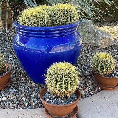 Golden Barrel Cactus  