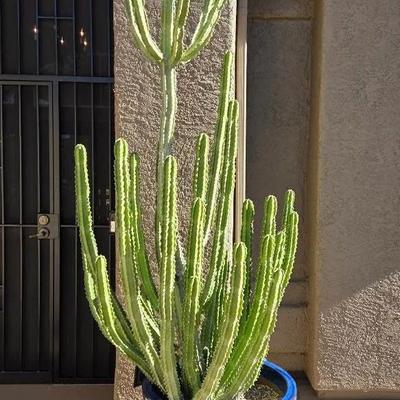 Columnar Cactus In Blue Pot