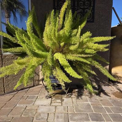 Foxtail Fern in Blue Pot