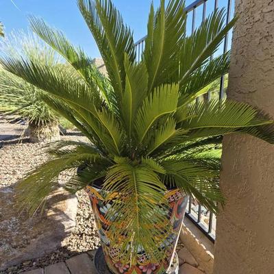 Sago Palm in Talavera Pot