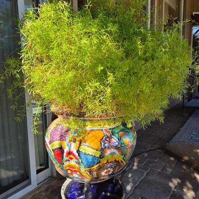 Barbered Asparagus Fern in Talavera Pot