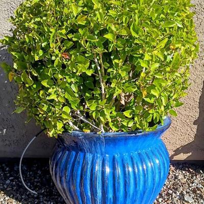 Crepe Myrtle Plant With Blue Pot Number 3