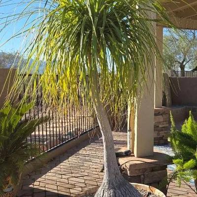 Medium Ponytail Palm