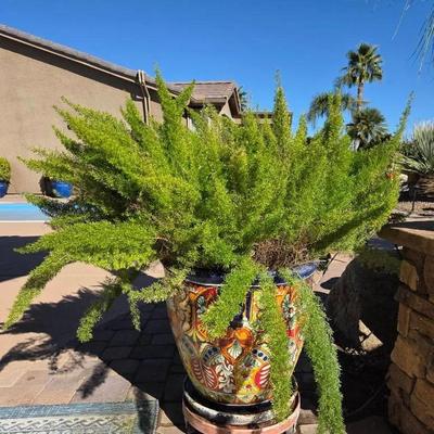 Foxtail Fern in Talavera Pot