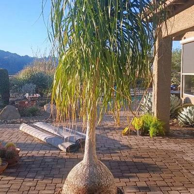 Large Ponytail Palm Tree