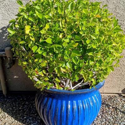 Crepe Myrtle Plant With Blue Pot Number 2
