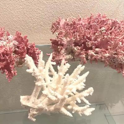 Coral collection