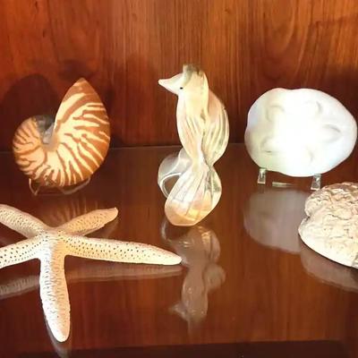 Exotic natural shells & carvings