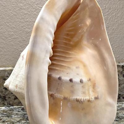 Large horned helmet conch shell