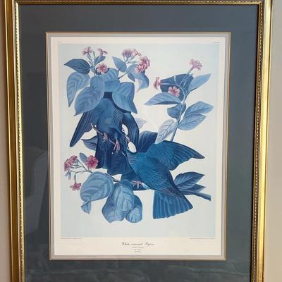 J.J. Audubon Framed Bird Print