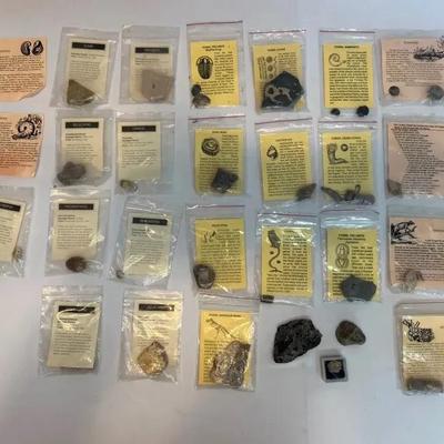 Large Collection Of Fossil Specimens 