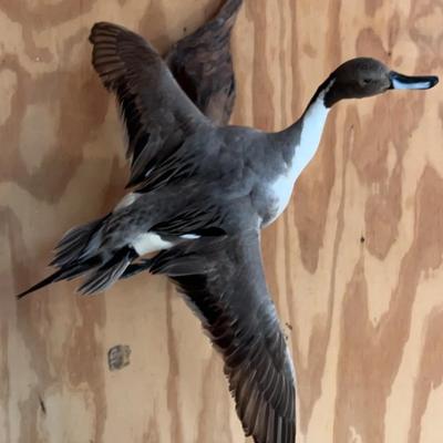 Northern Pinto Duck Mount