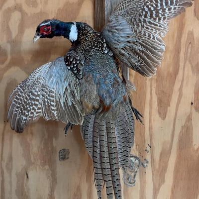 Ring-necked Pheasant Mount