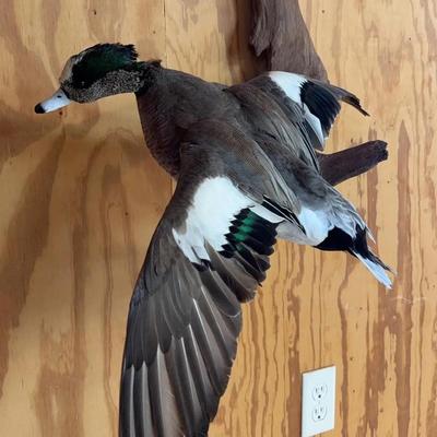 American Wigeon Duck Mount