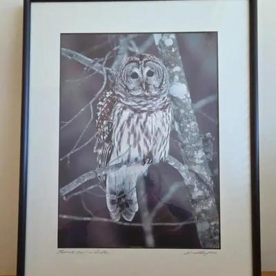 Signed Andrew Thompson Owl Picture
