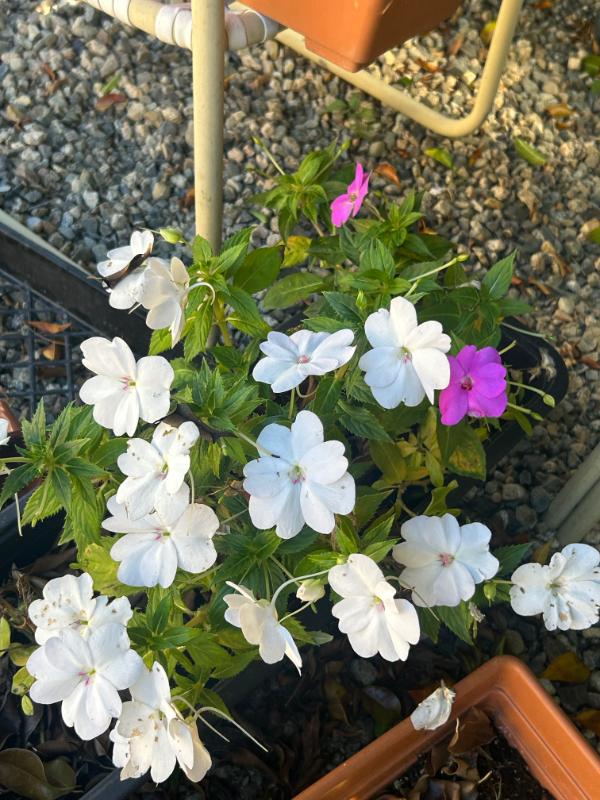 Sale Photo Thumbnail #170