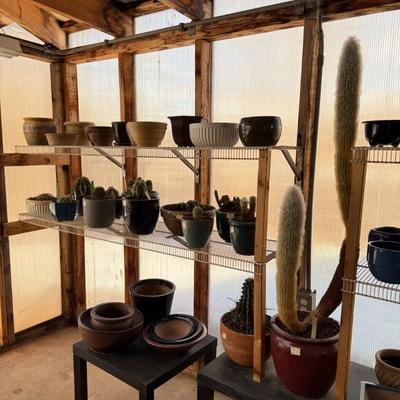 pots and cactuses