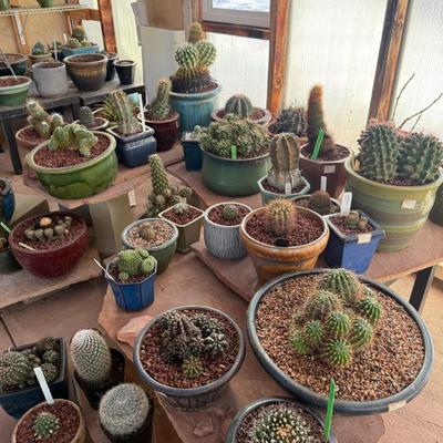 award winning cacti