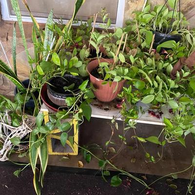 Pretty Pretty Plants