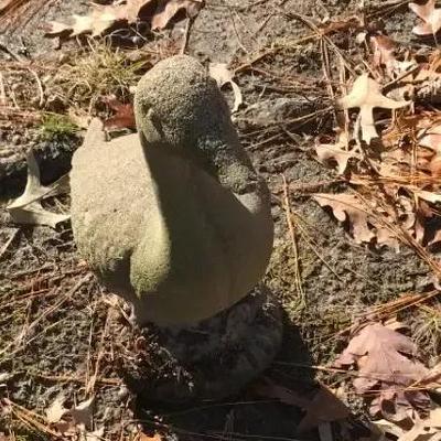 Concrete Duck Statue
