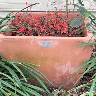 Terra-Cotta Outdoor Planter Large With Growing Plants 