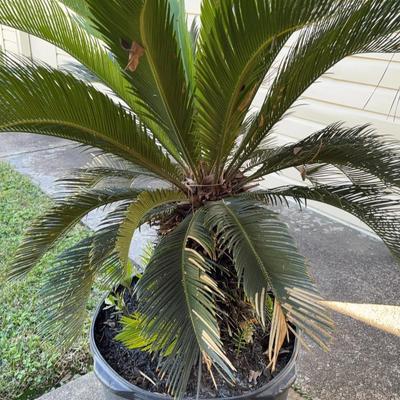Large Sago Palm