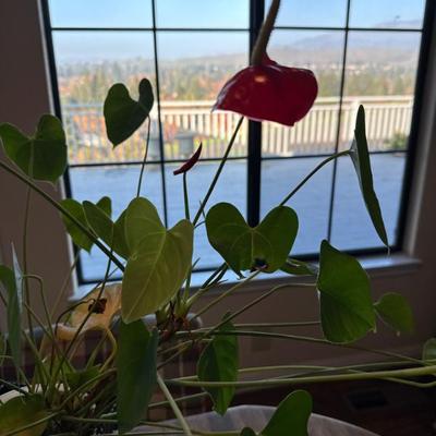 Sale Photo Thumbnail #329