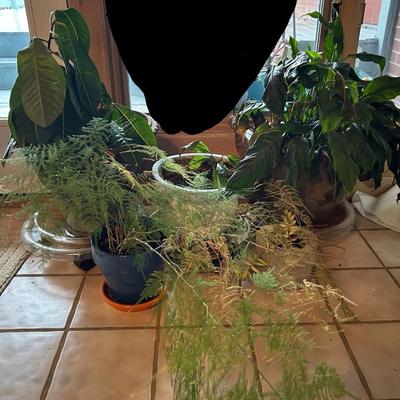 5 Beautiful LIVE Houseplants & Quality Pots (3 Rollers Included!)