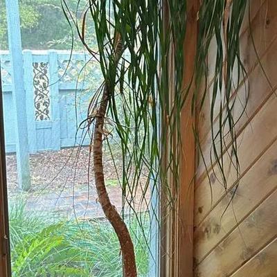 Large Potted LIVING Palm Tree