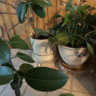 Potted LIVING Magnolia Tree & House Plant 