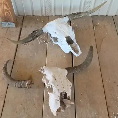 2 - Longhorn Steer Bull Skulls - Farmhouse Decor - Largest One over 3 ft long!