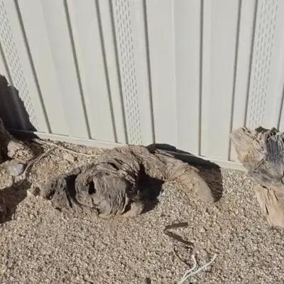 (3) Large Pieces Of Driftwood Wood Decor - Ready to Carve or Display