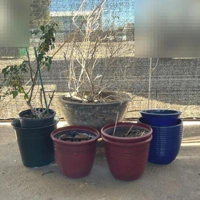 Garden Planters W/ Rose Bush