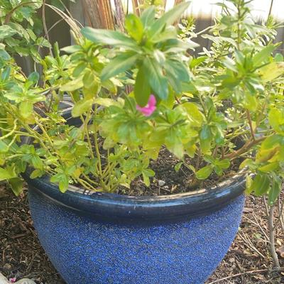 Large Blue Planter Pot