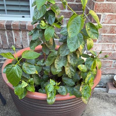 Pottery Planter And Plant 