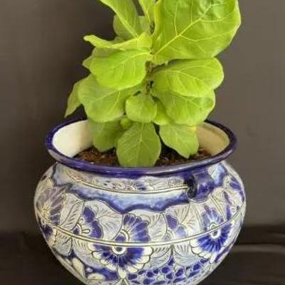 Decorative Pot And Fiddle Leaf Plant 