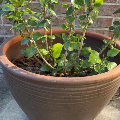 Large Pottery Plater And Flower Plant