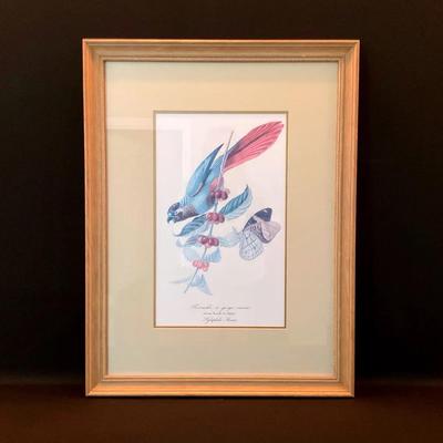 ‘Parakeet On Coffee Bush’ Print by Le Maout