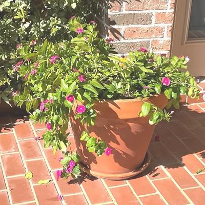 Madagascar Periwinkle Pot 