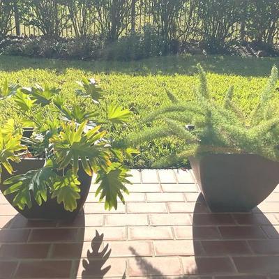 Two Square Plants & Pot