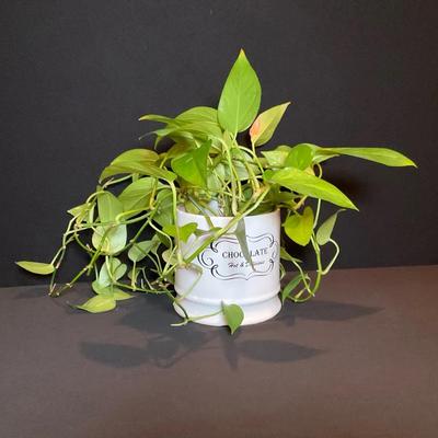 Live Pothos Vine 