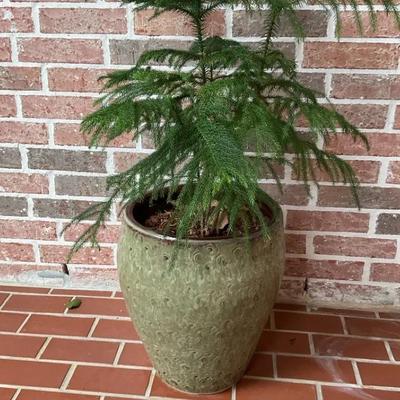 Six Plants & Planter Lot 