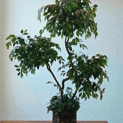 Artificial Ficus Tree