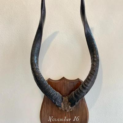 Mounted Antelope Horns