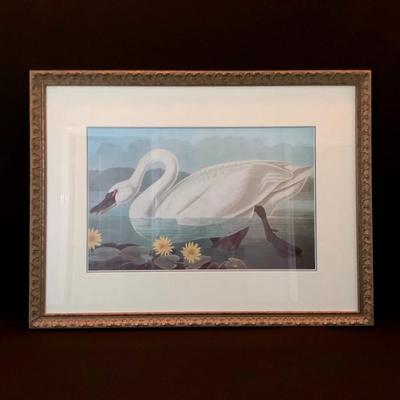 Print Of John James Audubon’s ‘Common American Swan’