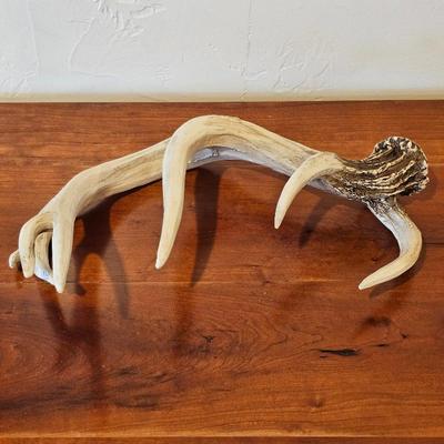 Lot #57 - Decorative Faux Deer Antler • Rustic Cabin Lodge Decor • Wall or Table Accent Piece
