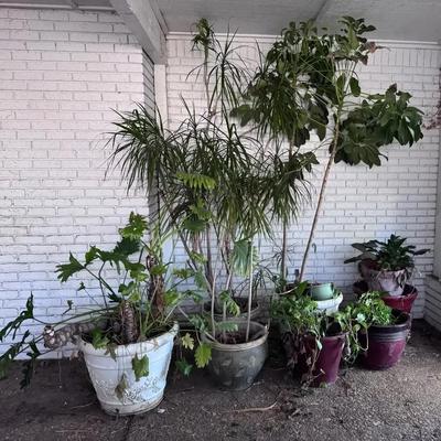 Philodendron Xanadu, Dragon Tree, Umbrella Tree, And Golden Pothos