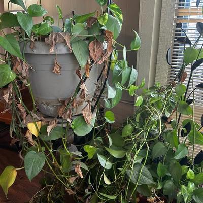 Plants 3.2F H 6F H Large Floor Plants in Decorative Pot