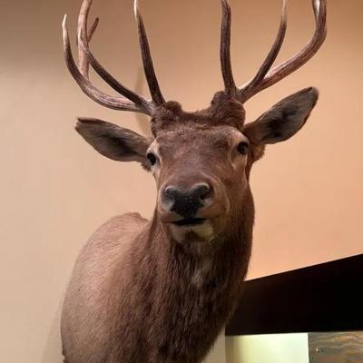 Majestic Rocky Mountain Elk Shoulder Taxidermy Mount