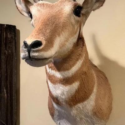 Pronghorn Taxidermy Shoulder Mount